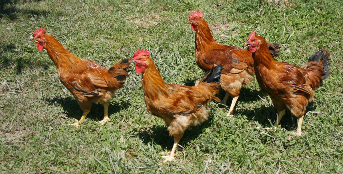 pollastre-ecològic-ecoavicola